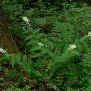 50 False Solomonseal Plants – Maianthemum Racemosum Bare Root Wildflower - Image 6