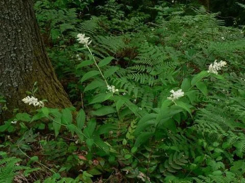 50 False Solomonseal Plants – Maianthemum Racemosum Bare Root Wildflower - Image 6