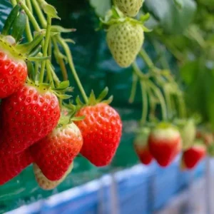 50 Fort Laramie Strawberry Bare Roots - Everbearing, Cold Hardy Fruit Plants - Image 1