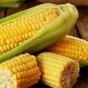 50 Golden Bantam Sweet Corn Seeds - Organic Heirloom Non-GMO for Planting - Image 4