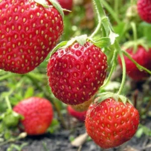 50 Guardian Strawberry Bare Roots - June-Bearing Fruit Plant - USDA Zones 3-10 - Image 4
