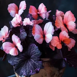 50 Heirloom Pink Butterfly Coleus Seeds - Rare Ornamental Foliage Plant - Image 3