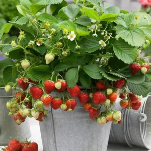 50 Honeoye Strawberry Bare Roots - Fragaria - June-Bearing, Hardy, Sweet Berries - Image 3