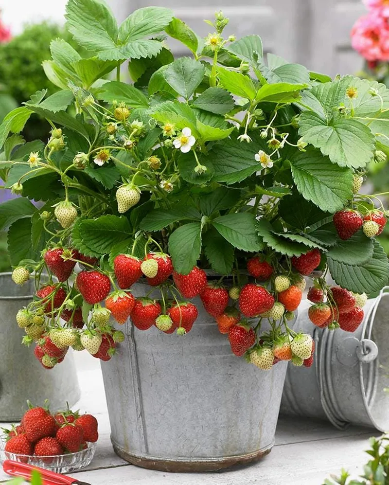 50 Honeoye Strawberry Bare Roots - Fragaria - June-Bearing, Hardy, Sweet Berries - Image 7