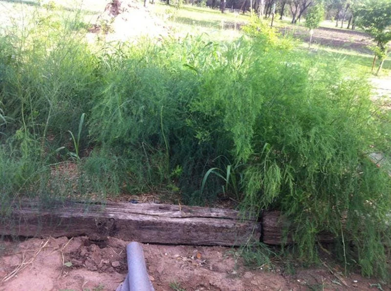 50 Jersey Supreme Asparagus Bare Roots - High-Yielding All-Male Variety - Image 2