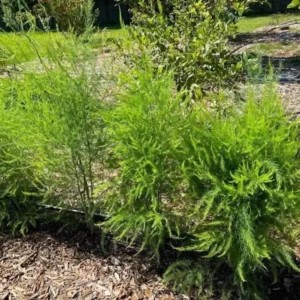 50 Jersey Supreme Asparagus Bare Roots - High-Yielding All-Male Variety - Image 3