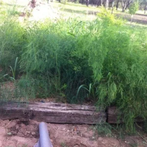 50 Jersey Supreme Asparagus Bare Roots - High-Yielding All-Male Variety - Image 6