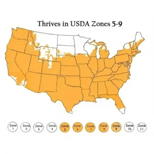 50+ Napa Michihili Cabbage Seeds - Non-GMO, USA Grown, Flavorful Vegetable - Image 8