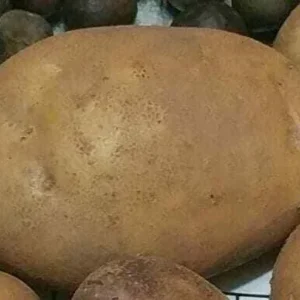 50 Organic Russet Yellow True Potato Seeds - Mix Potatoes Berry USA - Image 1