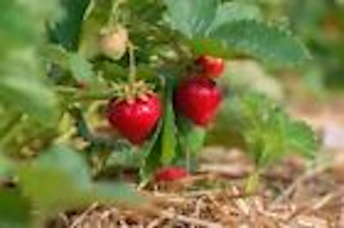 50 Ozark Beauty Everbearing Strawberry Plant – Bare Root Fruit Plant – Outdoor - Image 1