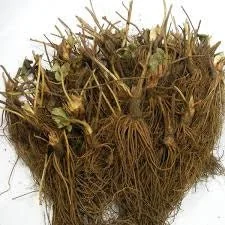 50 Ozark Beauty Strawberry Plants - Bare Root Everbearing - Sweet Red Berries - Easy to Grow - Image 3