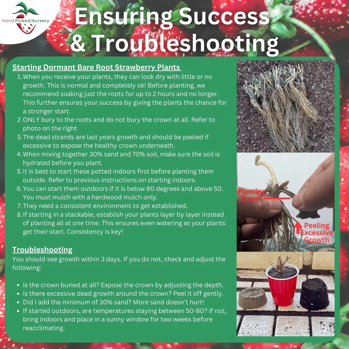 50 Ozark Beauty Strawberry Plants - Bare Root Everbearing - Sweet Red Berries - Easy to Grow - Image 5