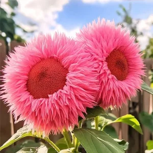 50 Pink Giant Teddy Bear Sunflower Seeds - Fluffy Double Blooms Outdoor - Image 2