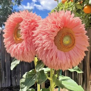 50 Pink Giant Teddy Bear Sunflower Seeds - Rare Fluffy Blooms - Annual Outdoor - Image 2