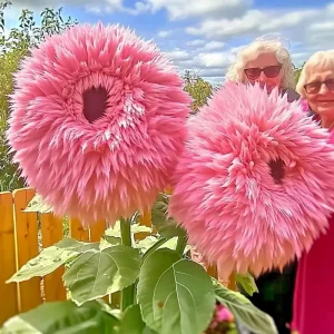 50 Pink Giant Teddy Bear Sunflower Seeds - Rare Fluffy Blooms - Annual Outdoor - Image 1