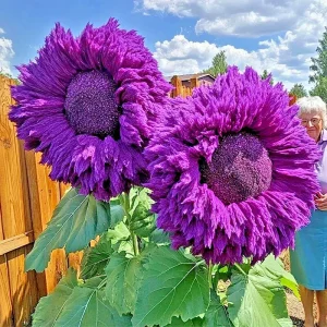 50 Purple Enchanting Giant Teddy Bear Sunflower Seeds - Annual Outdoor - Image 2