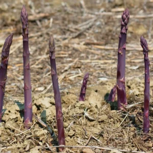 50 Purple Passion Asparagus Bare Roots - Asparagus officinalis - Sweet & Tender - Image 3