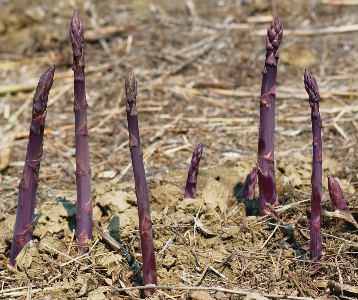 50 Purple Passion Asparagus Bare Roots - Asparagus officinalis - Sweet & Tender - Image 3