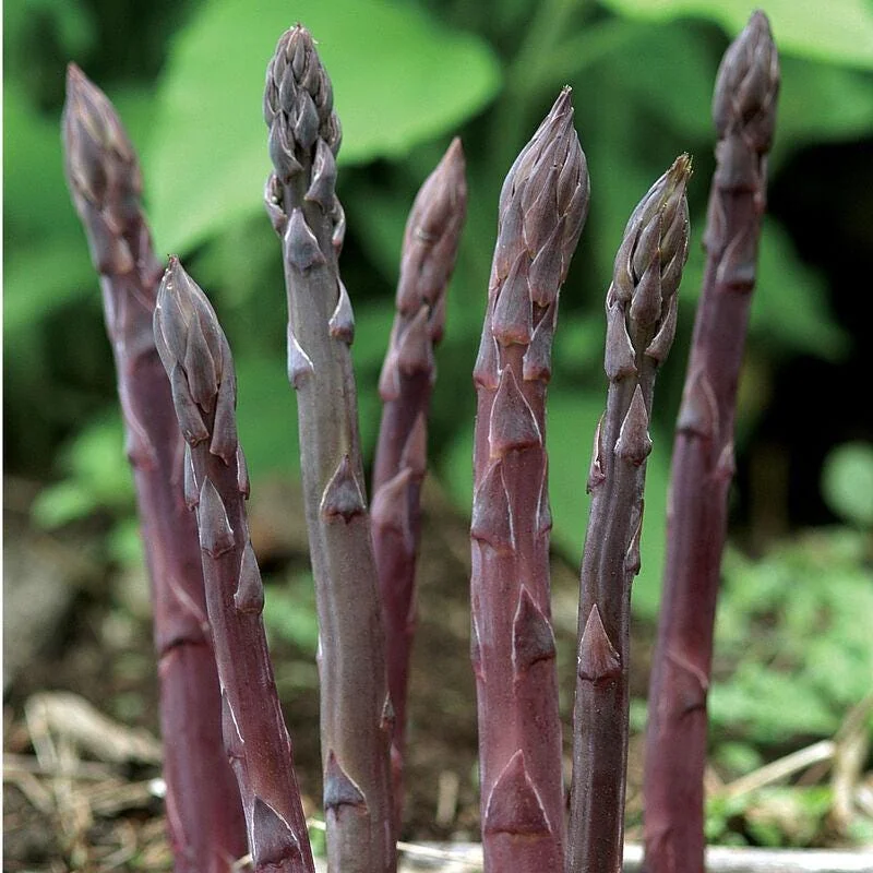 50 Purple Passion Asparagus Bare Roots - Asparagus officinalis - Sweet & Tender - Image 6