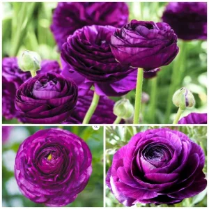 50 Purple Ranunculus Seeds – Double Bloom Buttercups – Perennial Flower Seeds – Indoor & Outdoor - Image 2