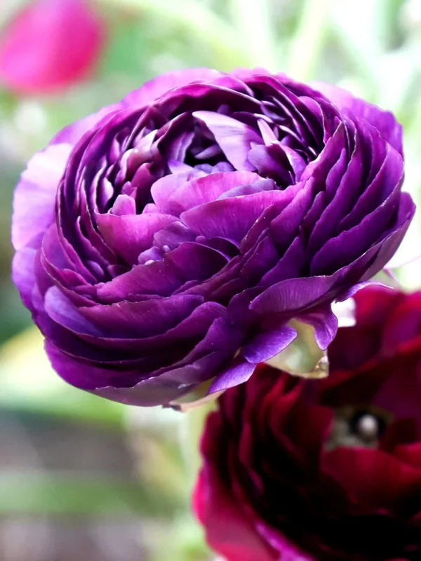 50 Purple Ranunculus Seeds – Double Bloom Buttercups – Perennial Flower Seeds – Indoor & Outdoor - Image 3