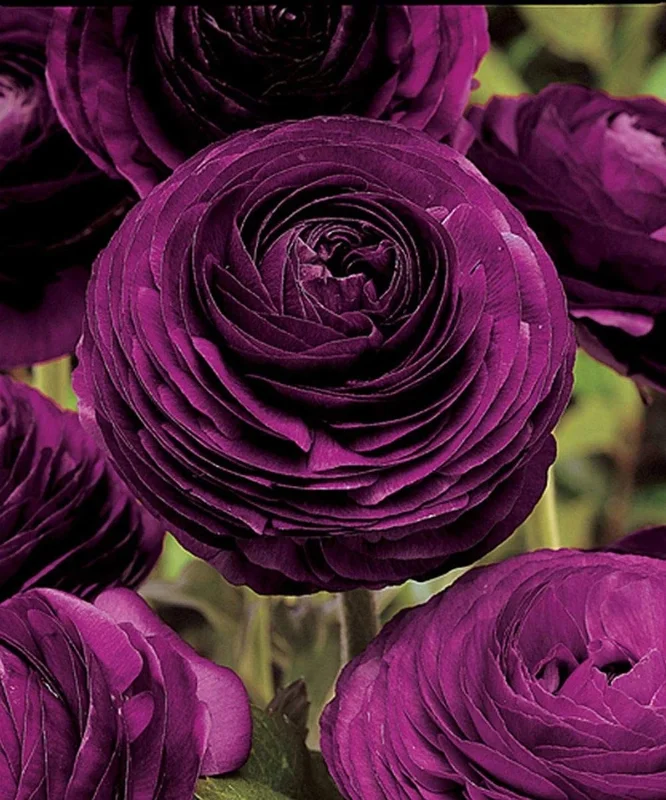 50 Purple Ranunculus Seeds – Double Bloom Buttercups – Perennial Flower Seeds – Indoor & Outdoor - Image 4