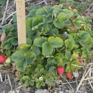 50 Quinault Strawberry Bare Roots - Everbearing Fragaria × ananassa - Image 7