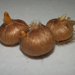 50 Saffron Crocus Sativus Bulbs – Large 9/10cm – Grow Your Own Spice - Image 3