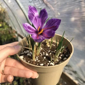 50 Saffron Crocus Sativus Bulbs – Large 9/10cm – Grow Your Own Spice - Image 1