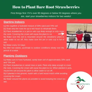 50 San Andreas Strawberry Plants - Day Neutral Everbearing Live Plant - Image 4
