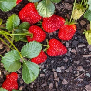 50 Seascape Strawberry Bare Roots - Everbearing Fragaria × ananassa - Zones 4-8 - Image 5
