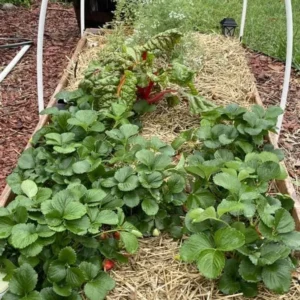 50 Seascape Strawberry Bare Roots - Everbearing Fragaria × ananassa - Zones 4-8 - Image 7