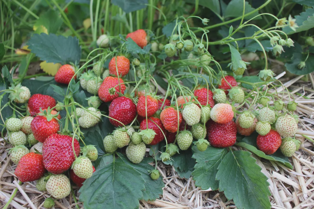 50 Sparkle Strawberry Bare Roots - Heirloom, Cold-Hardy, Sweet Berries - Image 1