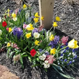 50 Spring Garden Bulb Mix - Continuous Blooms for Outdoor Gardens - Image 1