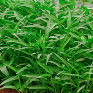 50+ Thai Water Spinach Seeds (Ong Choy / Kangkong) - Garden Vegetable - Image 2