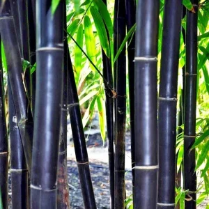50 Timor Black Bamboo Seeds - Clumping, Exotic Privacy & Shade Screen, Perennial - Image 1