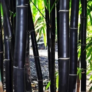 50 Timor Black Bamboo Seeds - Clumping Tropical Perennial for Privacy Screen - Image 2