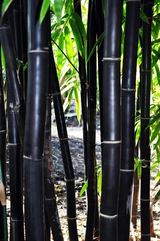50 Timor Black Bamboo Seeds - Clumping Tropical Perennial for Privacy Screen - Image 2