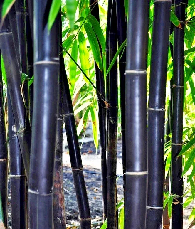 50 Timor Black Bamboo Seeds - Clumping Tropical Perennial for Privacy Screen - Image 1