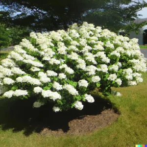 50 White Hydrangea Seeds - Oakleaf Bush, Hedge, Shrub | Hydrangea quercifolia Outdoor Perennial - Image 2