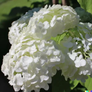 50 White Hydrangea Seeds - Oakleaf Bush, Hedge, Shrub | Hydrangea quercifolia Outdoor Perennial - Image 3
