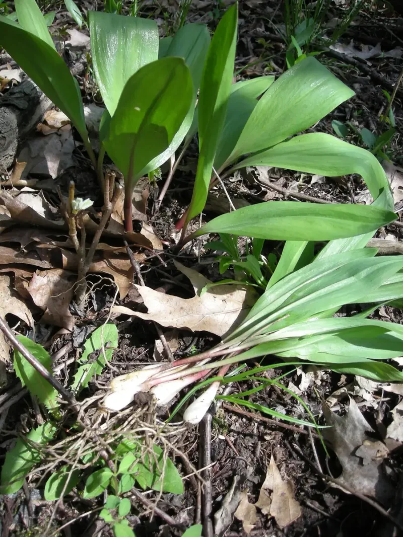 Wild Spring Bulbs 50 Wild Ramp Bulbs for Planting - Organic Bare Roots