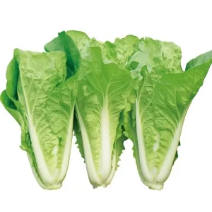 500+ Chinese Cabbage Seeds - Pak Choi Kuai Cai - Fast-Growing, Non-GMO - Image 3