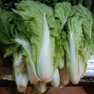500+ Chinese Cabbage Seeds - Pak Choi Kuai Cai - Fast-Growing, Non-GMO - Image 4