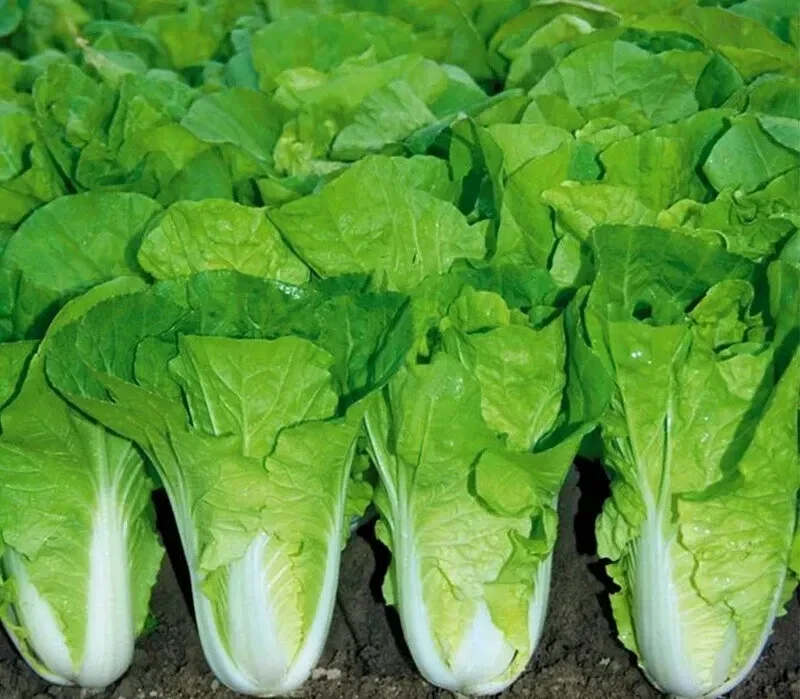 500+ Chinese Cabbage Seeds - Pak Choi Kuai Cai - Fast-Growing, Non-GMO - Image 1