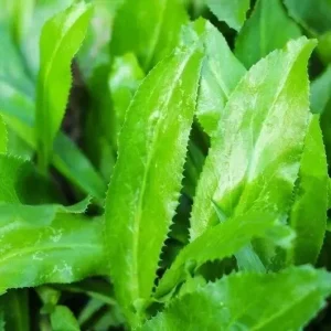 500 Culantro Seeds - Recao, Ngò Gai, Coriander, Eryngium foetidum - Grow Your Own Herb - Image 1