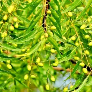 500+ Rare Neem Tree Seeds - Azadirachta Indica Non-GMO for Indoor & Outdoor Planting - Image 1