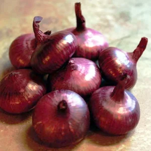 5000+ Red Cippolini Onion Seeds - Non-GMO Heirloom USA Grown Onion Seed Pack - Image 3