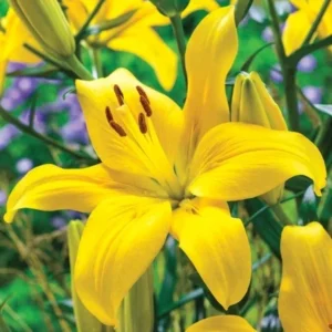 6 Asiatic Lily Flower Bulbs Mix - Perennial Butterfly Garden Plants - Image 10