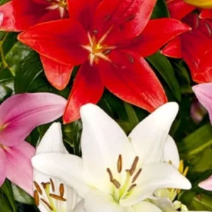 6 Asiatic Lily Flower Bulbs Mix - Perennial Butterfly Garden Plants - Image 11